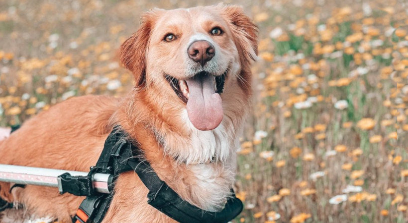 Happy dog panting after a nature walk in her dog wheel chair