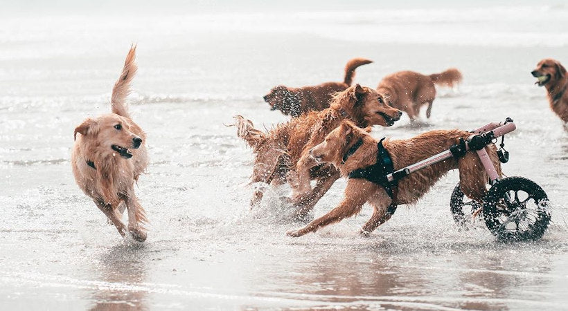 golden retriever health and mobility