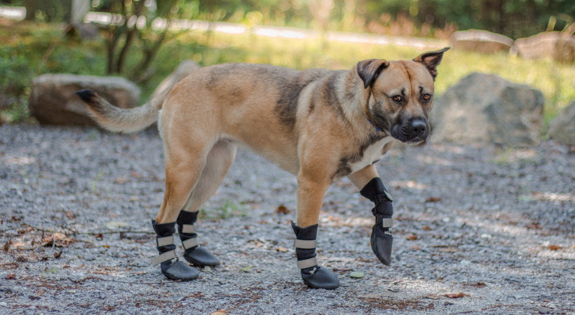 dog boots