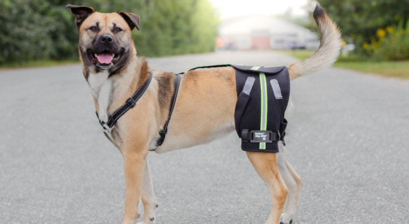 Dog hip brace for hip dysplasia