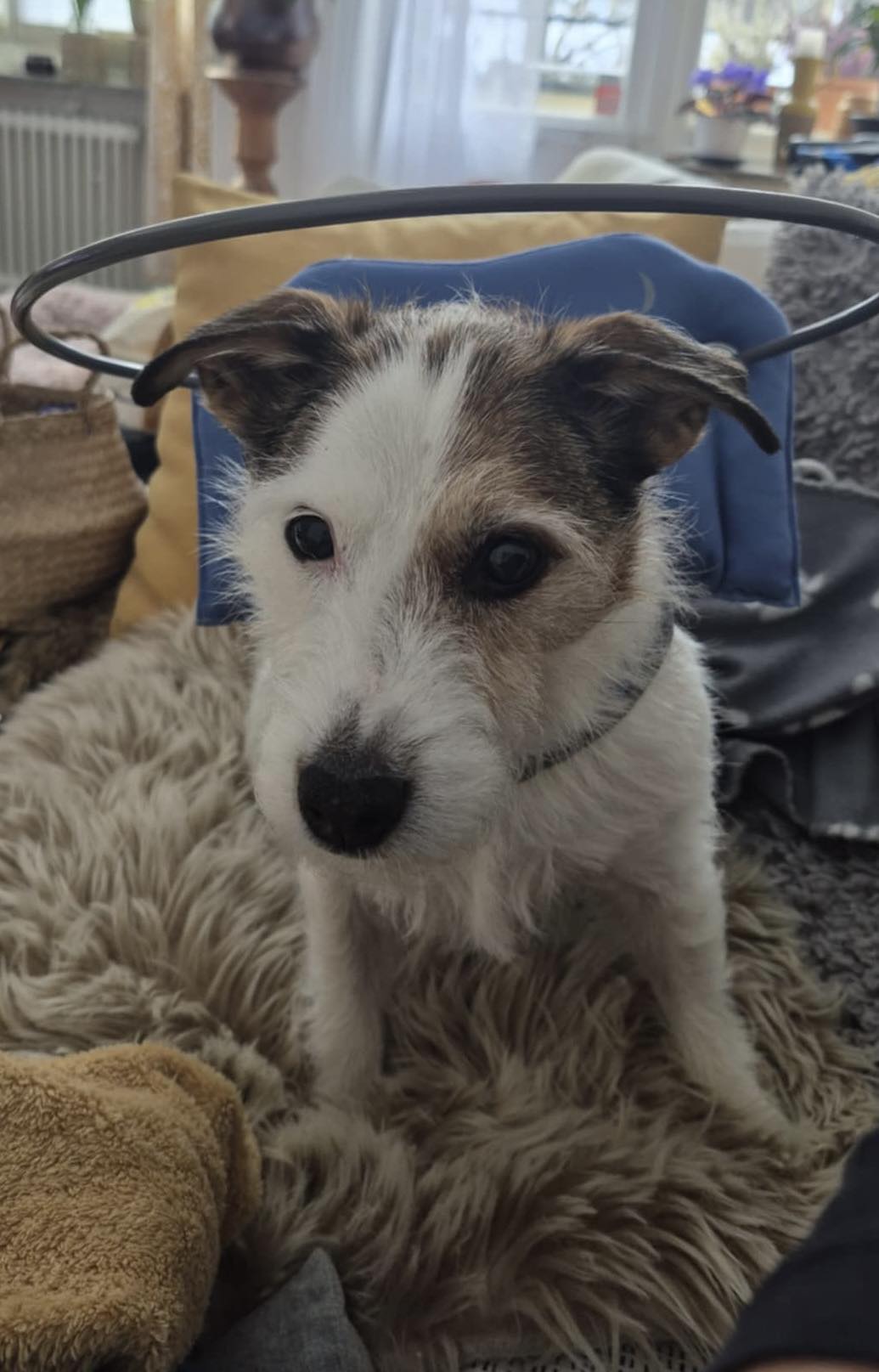 What You Need to Know About Your Dog's Changing Eyesight