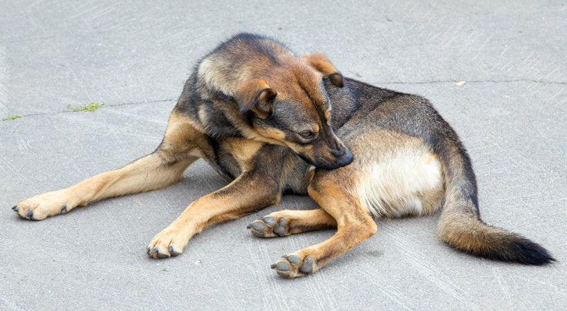 German Shepherd dog with itchy skin