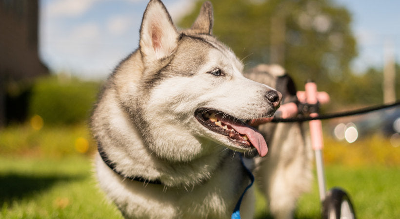 Disabled husky tried dog wheelchair for first time