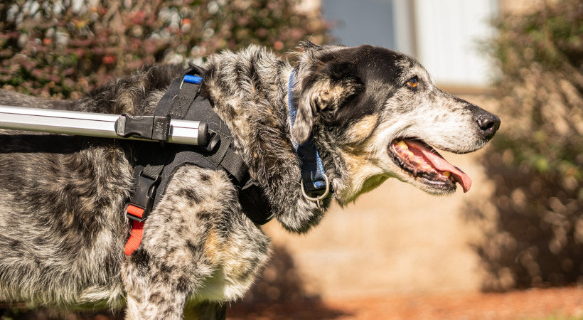 Walkin' Wheels wheelchair front harness