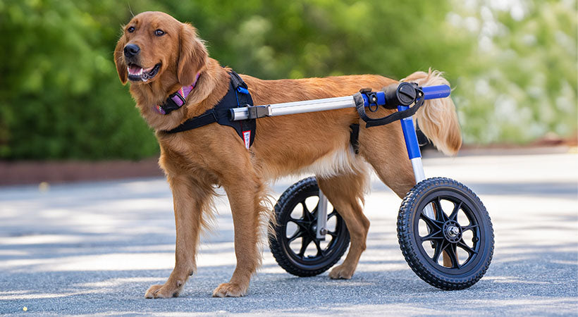 Golden retriever using a dog wheelchair outside