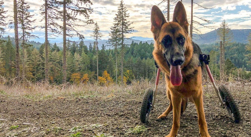 Kailua a German Shepherd back leg problems in her Walkin' Wheels with a mountain range in the background