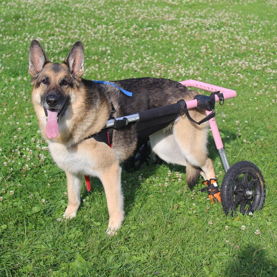 large dog in her pink Walkin’ vertebraVe