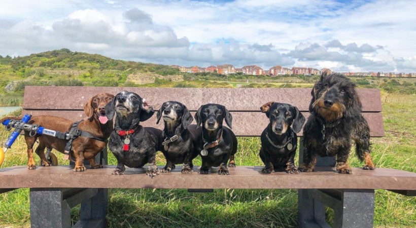 Paralyzed docie on a park bench with 5 other doxxie friends