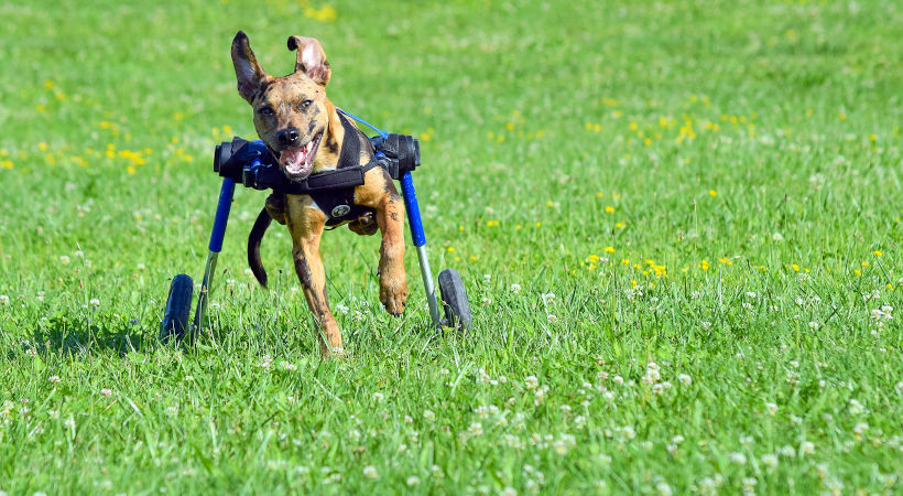 dog wheelchair puppy