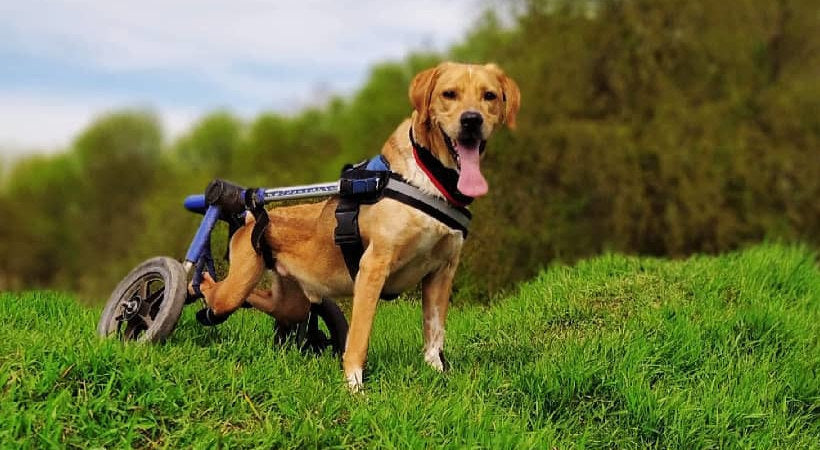 Paralyzed dog in wheelchair can do anything