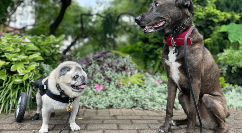 disabled dog in wheelchairs socializes with large dog