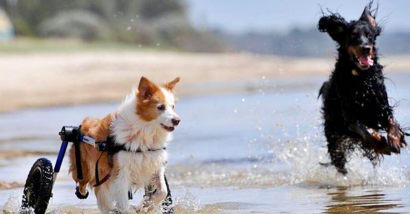 Wheelchair Dogs at the Ocean