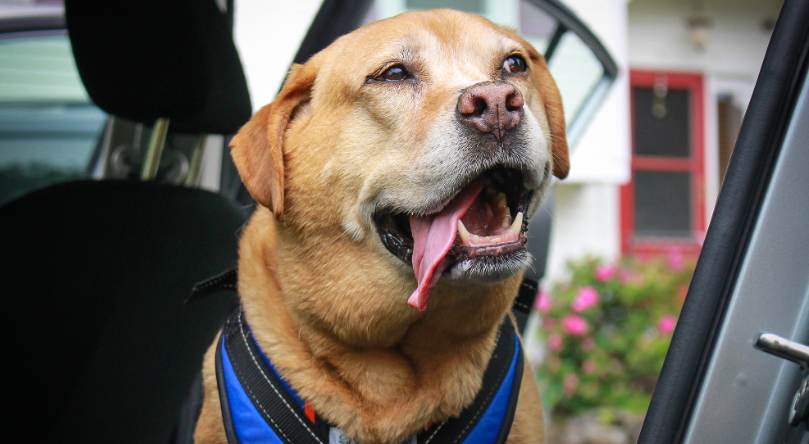 lift senior dog into car