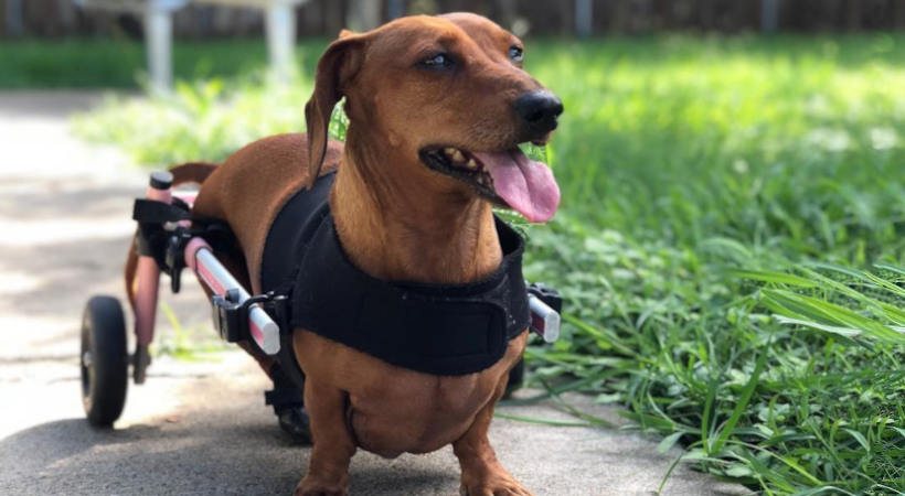 Dachshund with IVDD walks outside using dog wheelchair