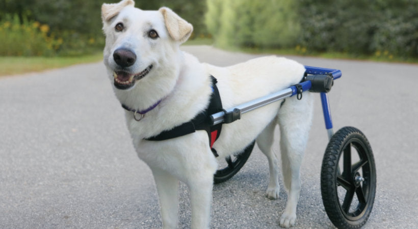 The Complete Guide to Buying a Dog Wheelchair – Walkin' Pets