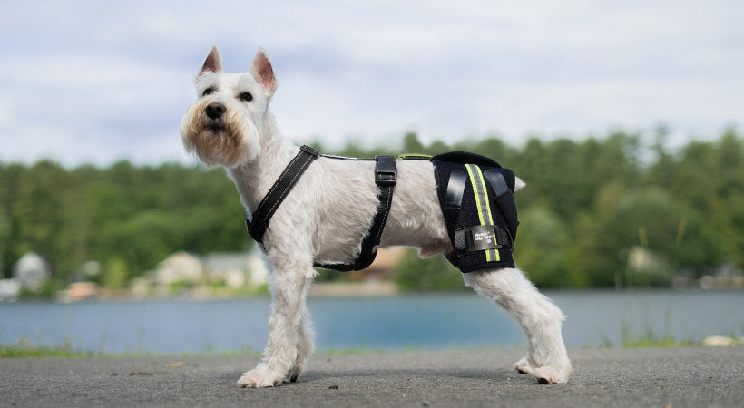 Miniature Schnauzer wearing dog hip brace