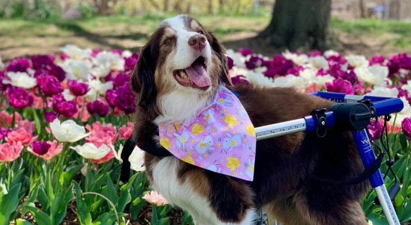 Aussie, 'London Bridgette" a Senior dog walks again with Walkin' Wheels wheelchair support