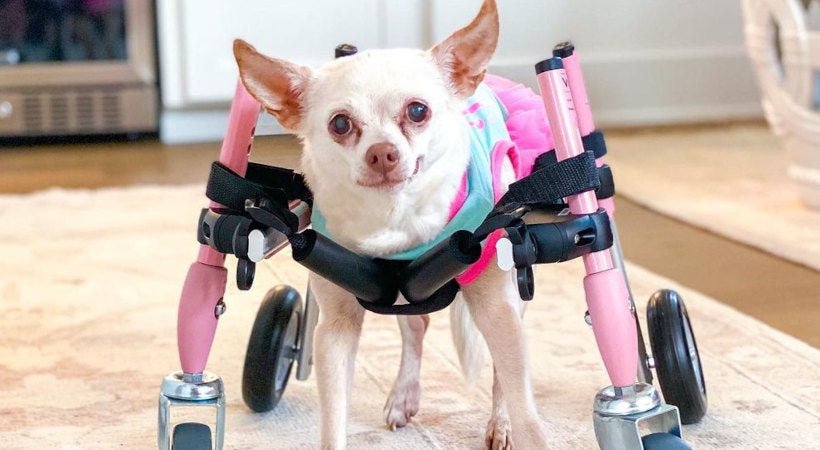 Lulu from Pretty Kennels in her pink Walkin' Pets 4-wheel support wheelchair