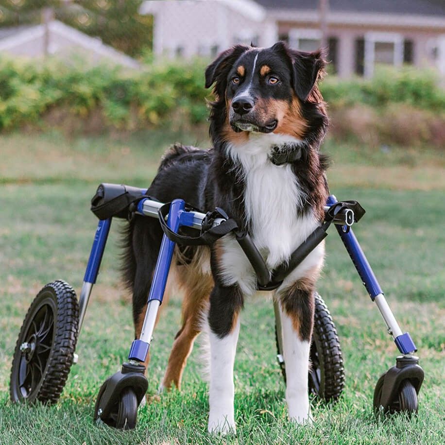 Can Dogs Pee or Poop in a Dog Wheelchair?