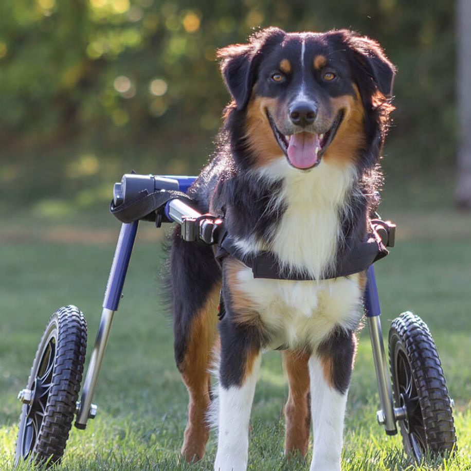 Choosing the Right Food for Your Disabled Dog