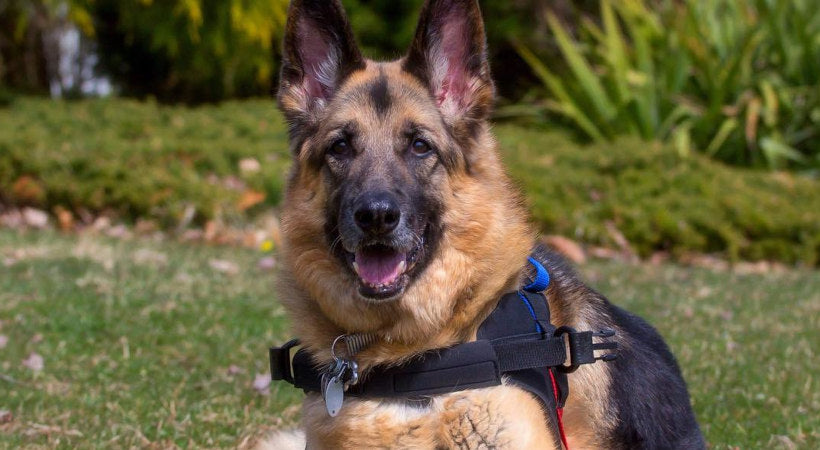 German Shepherd with vestibular disease