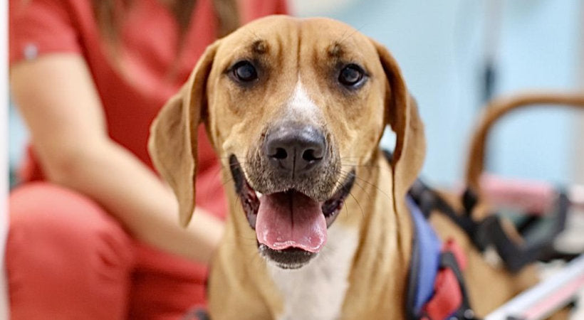 Disabled dog Mattie May at her vet's office (Suncoast Humane Society)