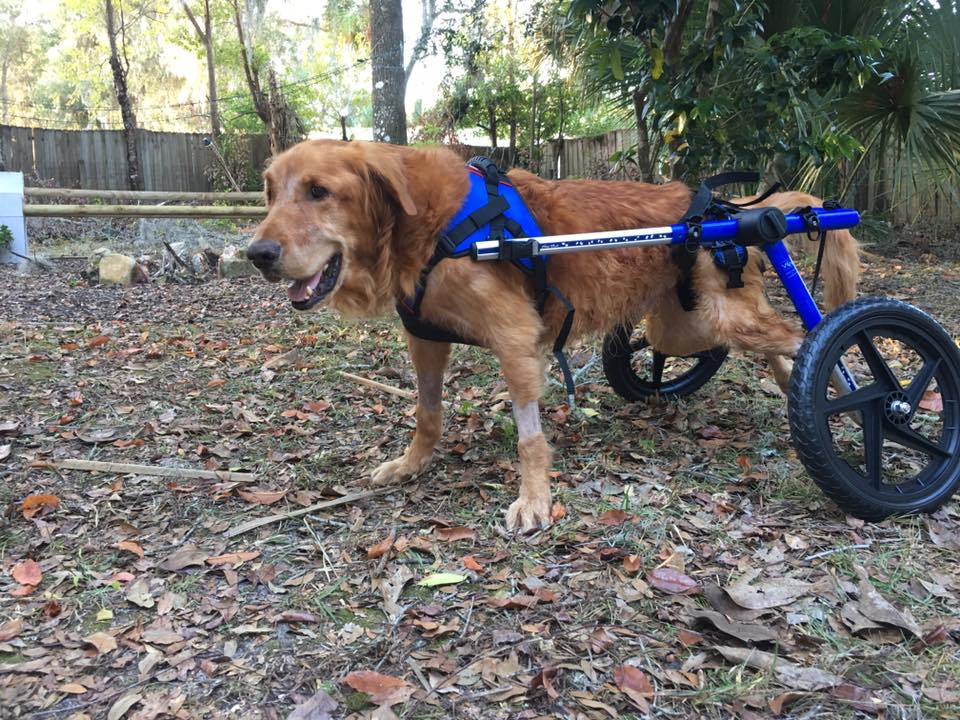 Golden beats cancer on Walkin' Wheels