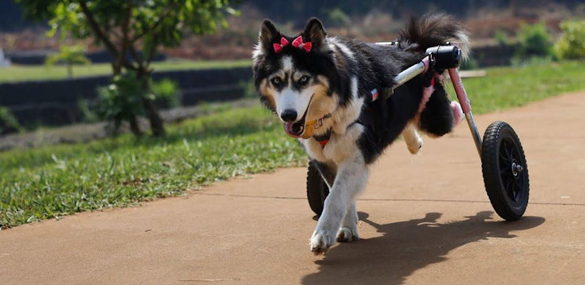 Degenerative Myelopathy Wheelchair