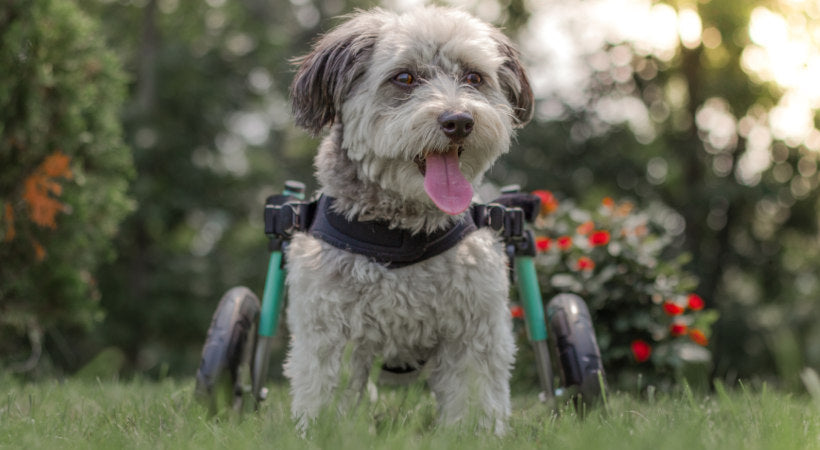 Mazie in yard sporting her teal Walkin' Wheels with hard foam wheels