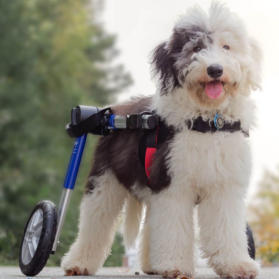 How to Choose the Right Size Walkin' Wheels Dog Wheelchair