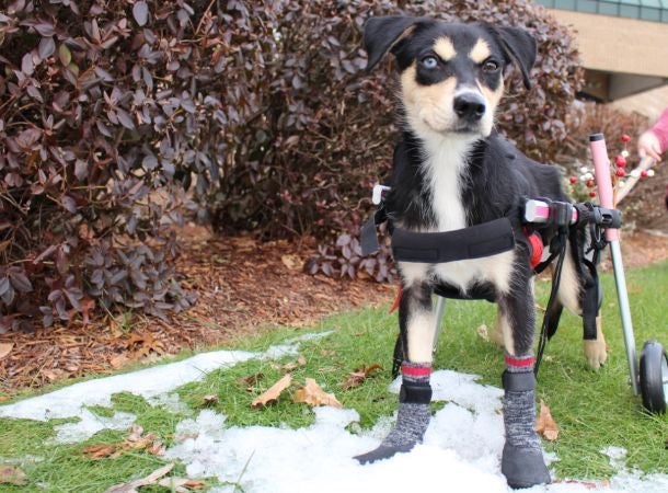 Small Wheelchair and Traction Socks