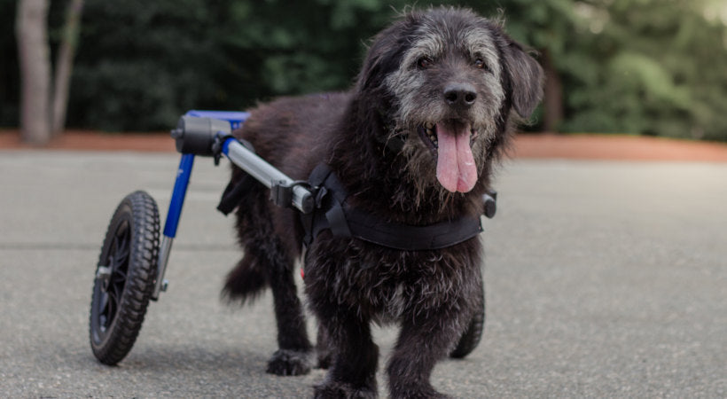 How to Help a Senior Dog Strengthen It's Hind Legs – Walkin' Pets