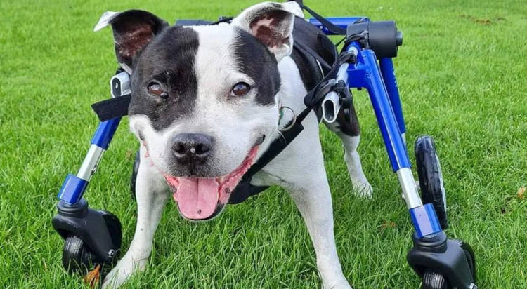Old Dog Losing Balance and Falling Over: 6 Common Causes – Walkin' Pets