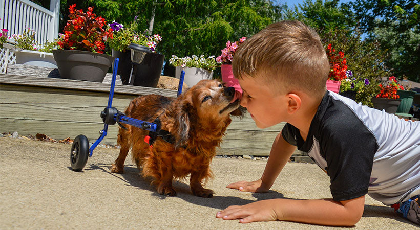 Dachshund in wheelchair kisses little boy