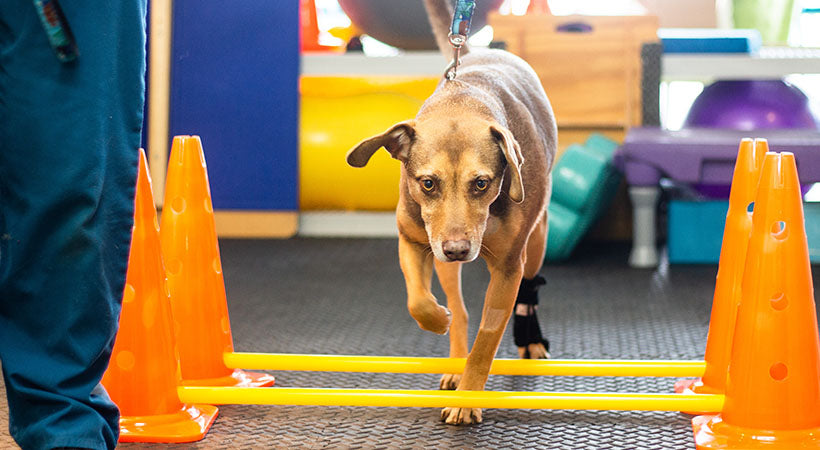 No-Knuckling Training Sock for canine rehab therapy