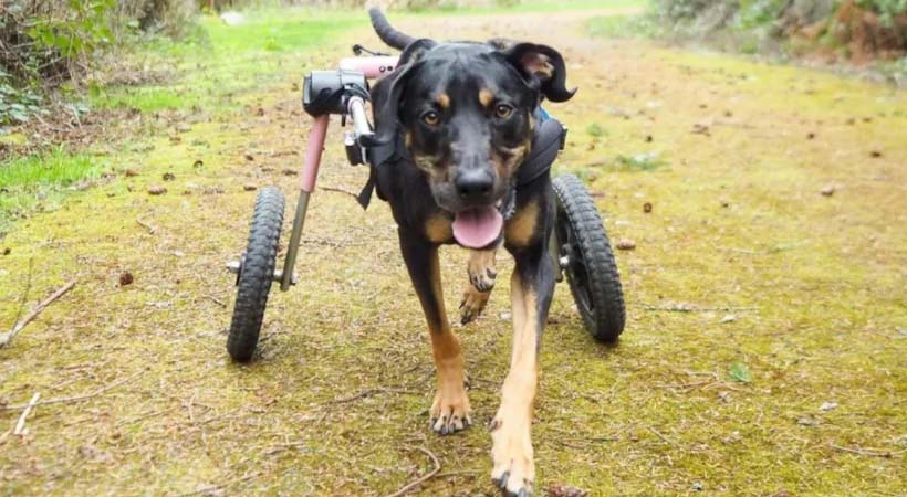 Noodster the Hound dog in her pink Walkin' Wheelscart