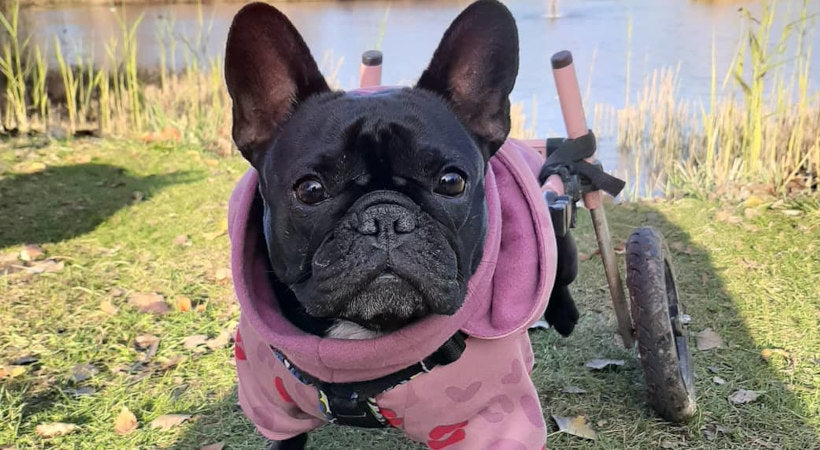 Odi enjoying some 'off road' fun on a brisk fall day in her pink wheelchair