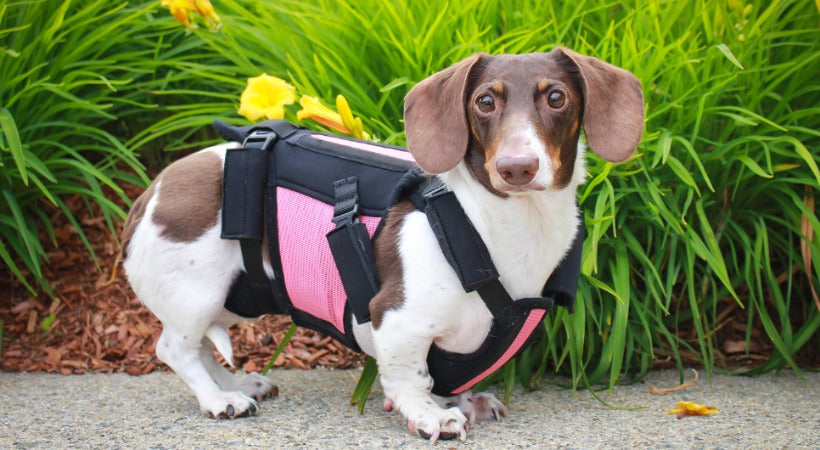 Dachshund Back Brace