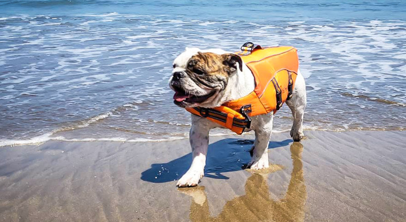 Summer Safety Tips for Pets