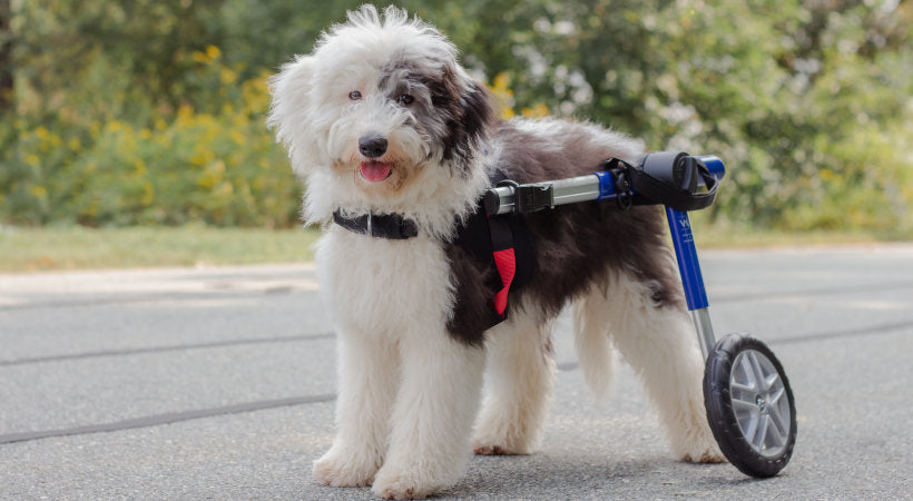 Oscar is doing great in hi properly fitted Walkin' Wheelsparalysis in dogs