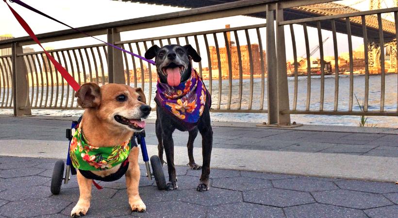 Senior dogs living in city