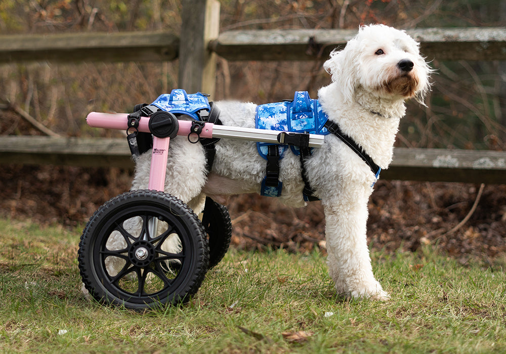 How to Choose the Right Size Walkin' Wheels Dog Wheelchair