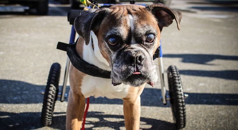 walkin' wheel wheelchair for boxer