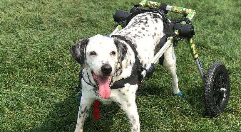 Dalmatian using a Walkin' Wheels Camo color option wheelchair