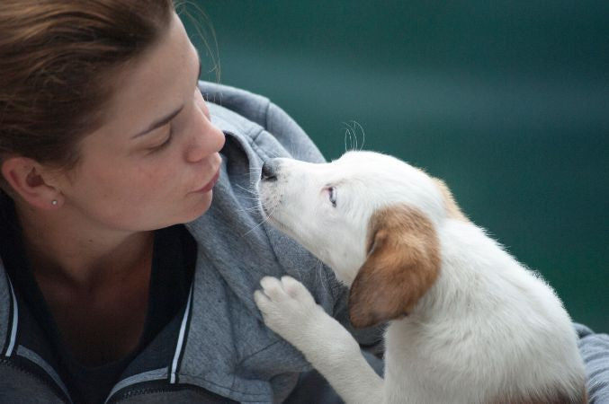 caring for disabled dog