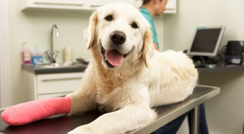 Top Benefits Of Buying Pet Insurance - Walkin' Pets Blog