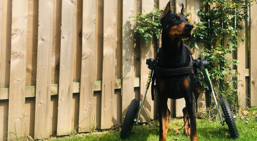 Disabled Doberman Pinscher stands proudly in Walkin' Wheels dog wheelchair