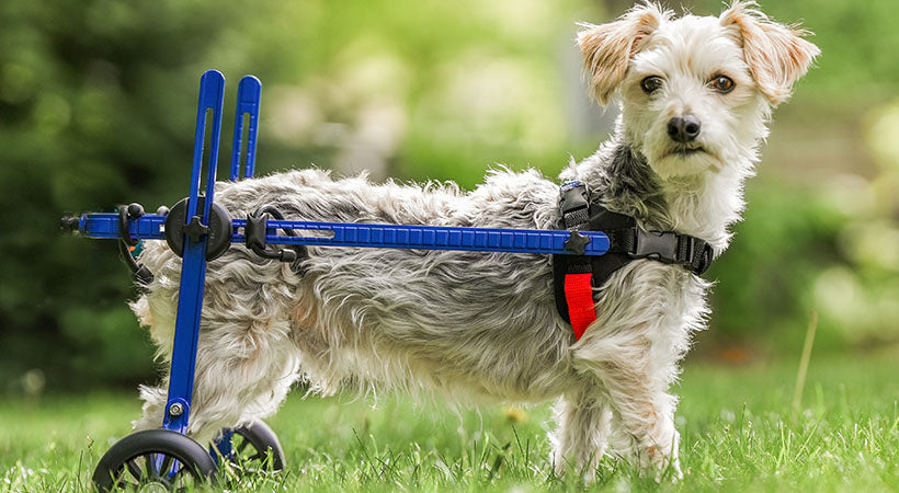 Cockapoo Wheelchair Why a Dog Wheelchair Enhances Your Pet's Life | Walkin' Pets