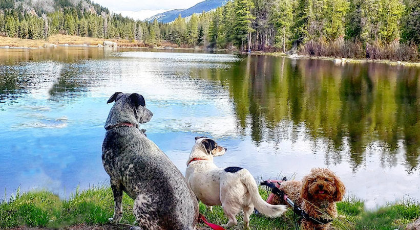 handicapped dog enjoying life