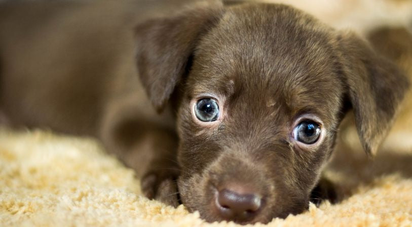 Blue Eyed Puppy